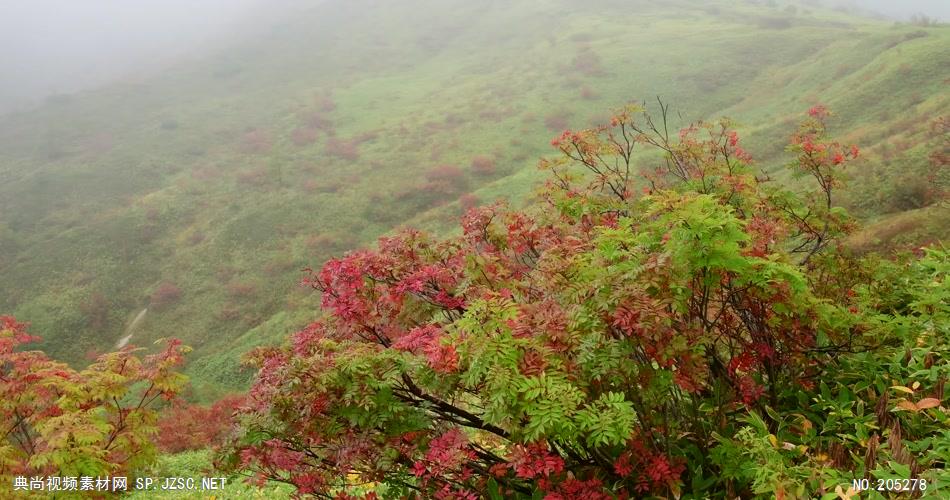 ［4K］ 红叶近摄1 4K片源 超高清实拍视频素材 自然风景山水花草树木瀑布超清素材