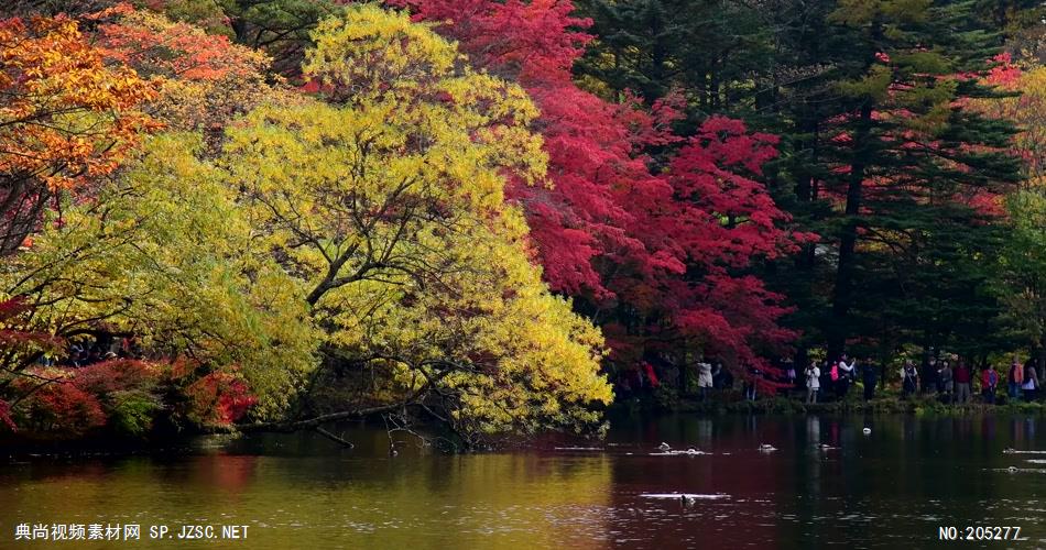 ［4K］ 红叶静湖1 4K片源 超高清实拍视频素材 自然风景山水花草树木瀑布超清素材