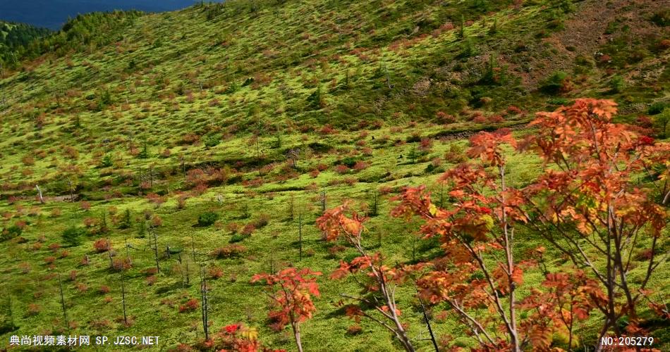 ［4K］ 红叶近摄2 4K片源 超高清实拍视频素材 自然风景山水花草树木瀑布超清素材