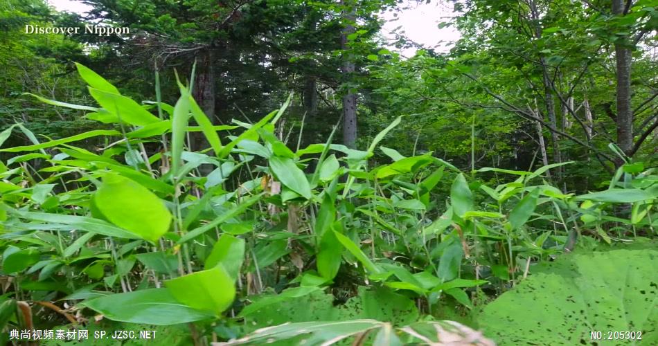 ［4K］ 森林 4K片源 超高清实拍视频素材 自然风景山水花草树木瀑布超清素材