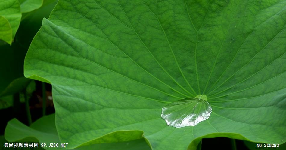 ［4K］ 荷花近拍 4K片源 超高清实拍视频素材 自然风景山水花草树木瀑布超清素材