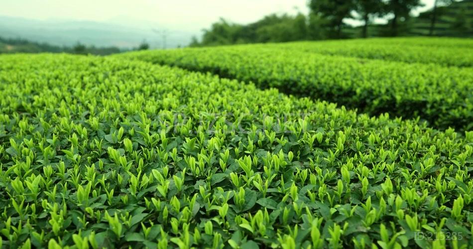 茶山绿茶基地茶叶特写雨天茶叶高清视频素材