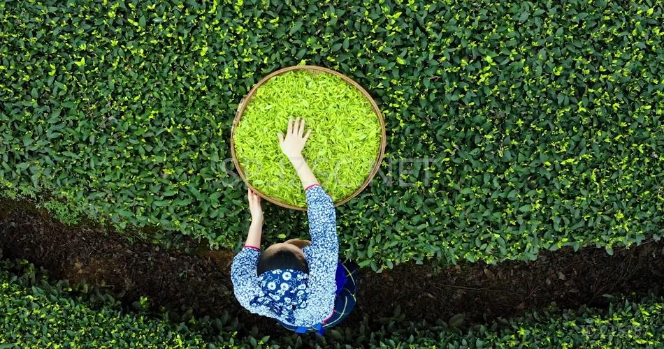 茶叶手工加工茶山绿茶基地采茶女茶农茶叶特写茶杯雨天茶叶高清视频素材