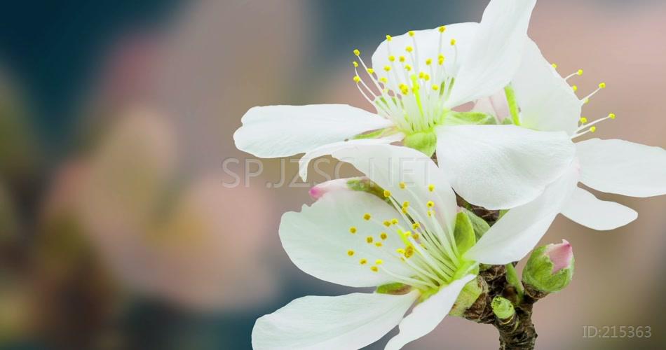 鲜艳花苞花朵开放花瓣视频素材