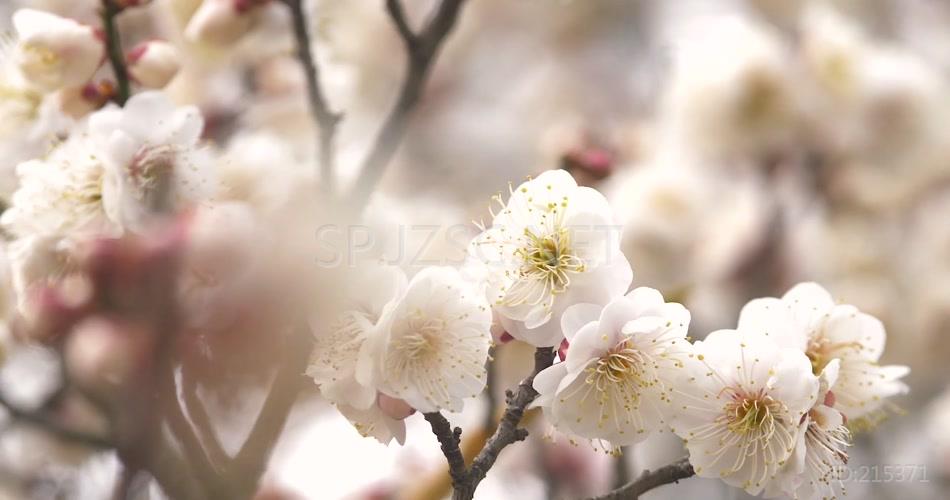 花开半夏梅花桃花植物美景视频