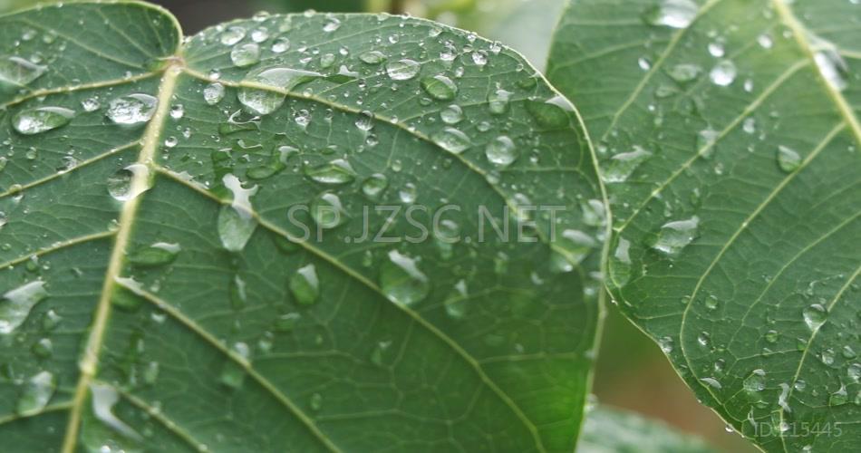 近景拍摄菩提树下雨中的菩提树视频素材