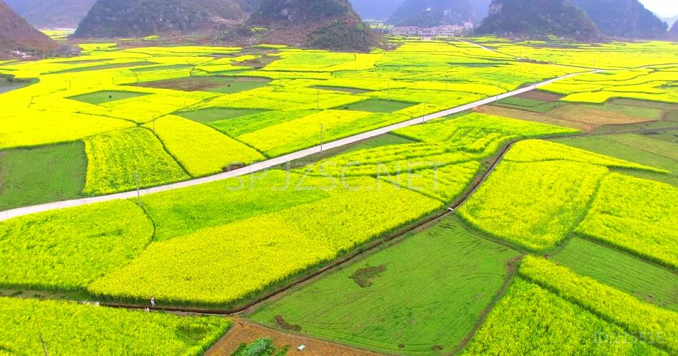 4K航拍广西金黄的油菜花背景视频