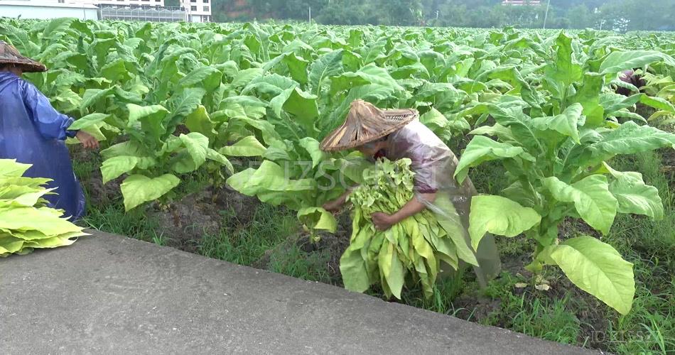 4K 烟草青烟烤烟烟农采摘烟叶