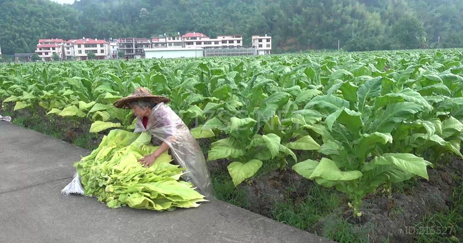 4K 烟草青烟烤烟烟农采摘烟叶