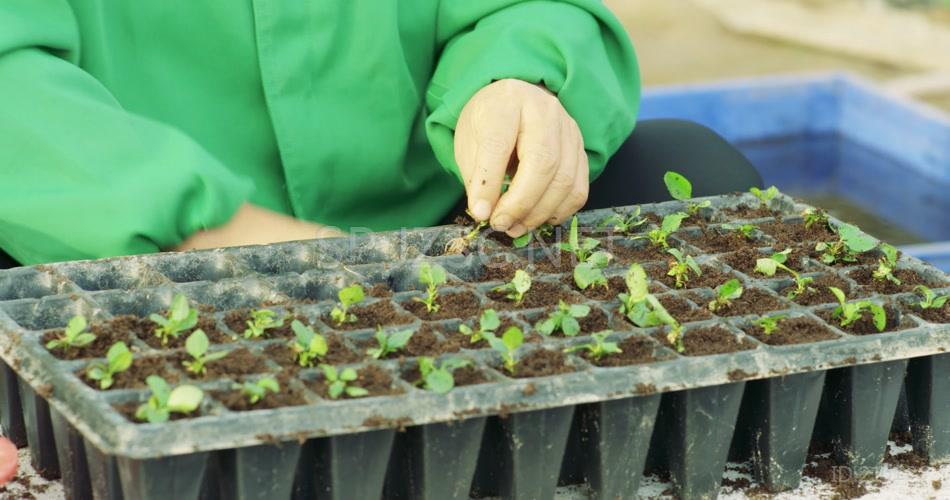 高科技农业种植大棚_4K航拍原始素材