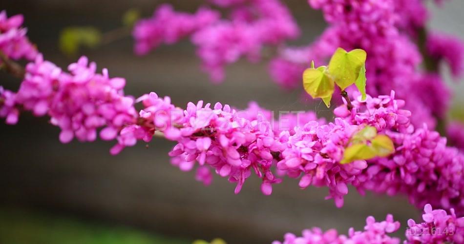 唯美油菜花鲜花春天春日郊游视频素材