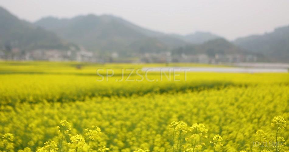 唯美油菜花鲜花春天春日郊游视频素材