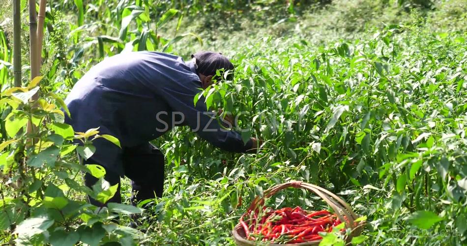 辣椒种植镜头