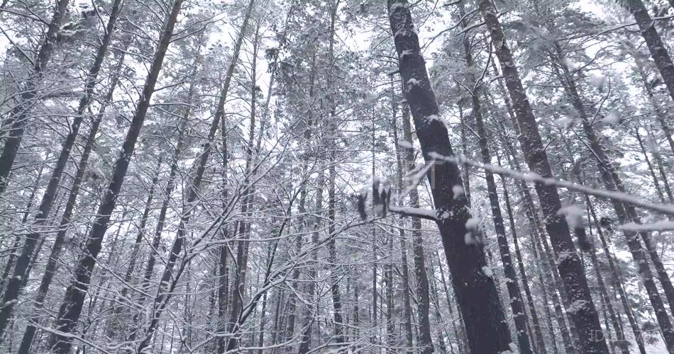 冬天冬景雪地大雪4K视频素材