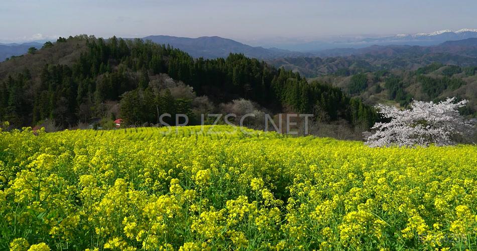 4K超清油菜花全景特写集合高清背景视频