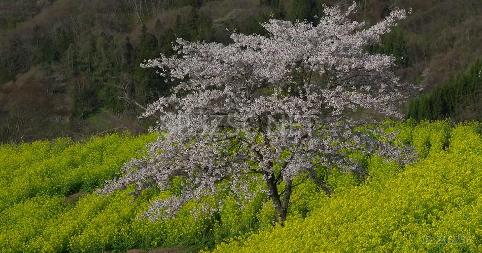 4K超清油菜花全景特写集合高清背景视频