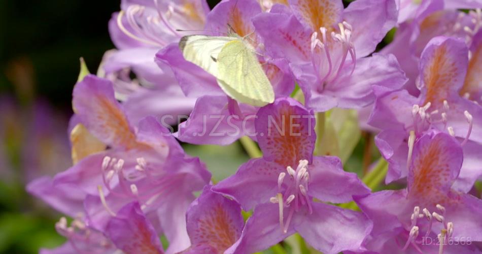 蜜蜂蝴蝶采蜜特写蜜蜂花蕊花芯蝴蝶飞舞