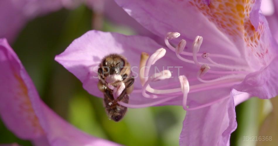 蜜蜂蝴蝶采蜜特写蜜蜂花蕊花芯蝴蝶飞舞