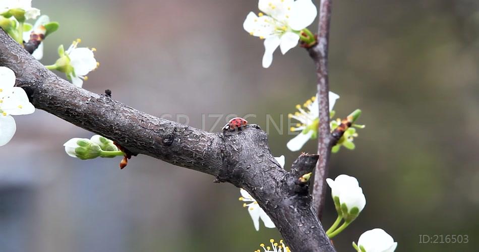 李树 桃树 果树 花开 镜头