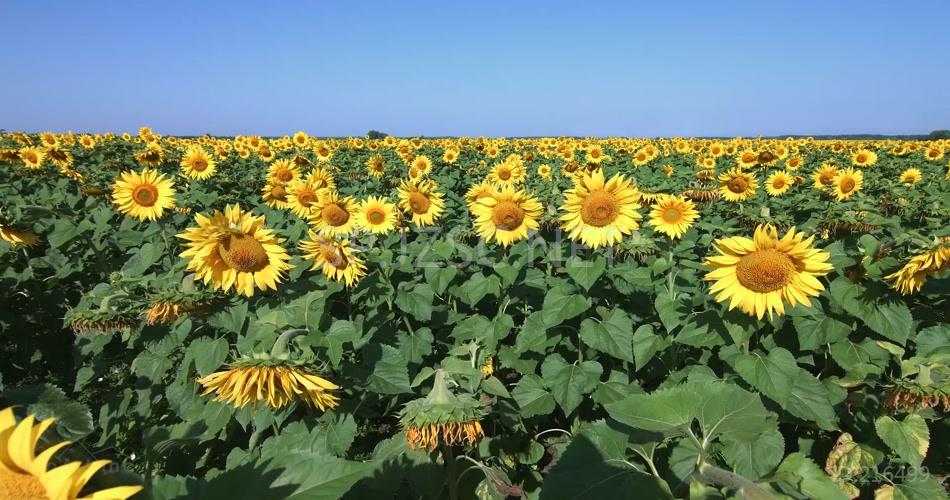 向日葵农田风景风光 花海视频素材