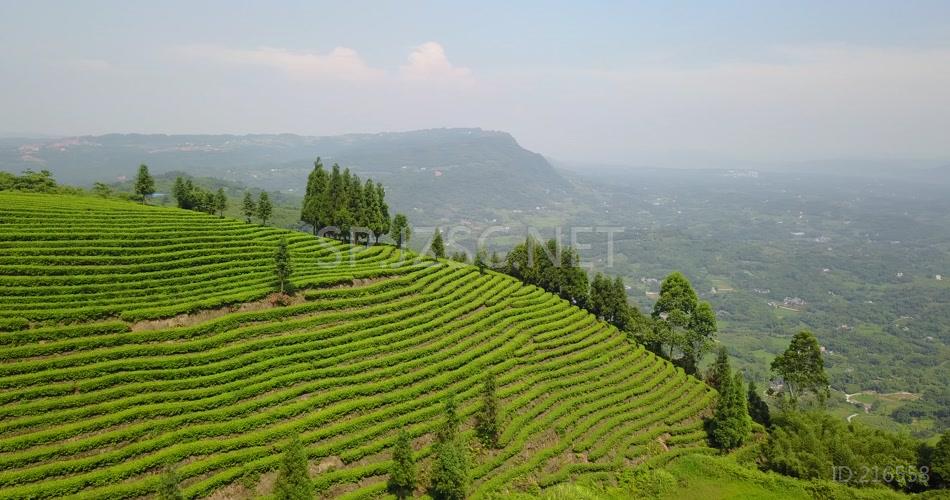 航拍 鸟瞰4K茶山 素材 风景 风光 大气