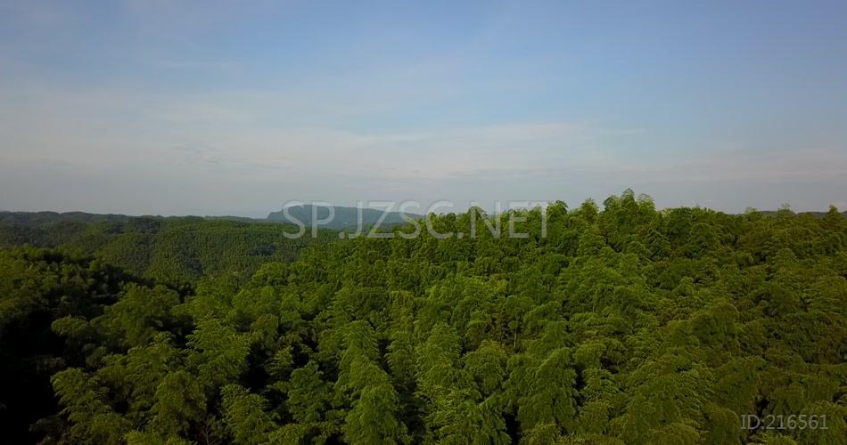 竹海 竹林 竹子 生态 风景 航拍素材实拍 竹叶