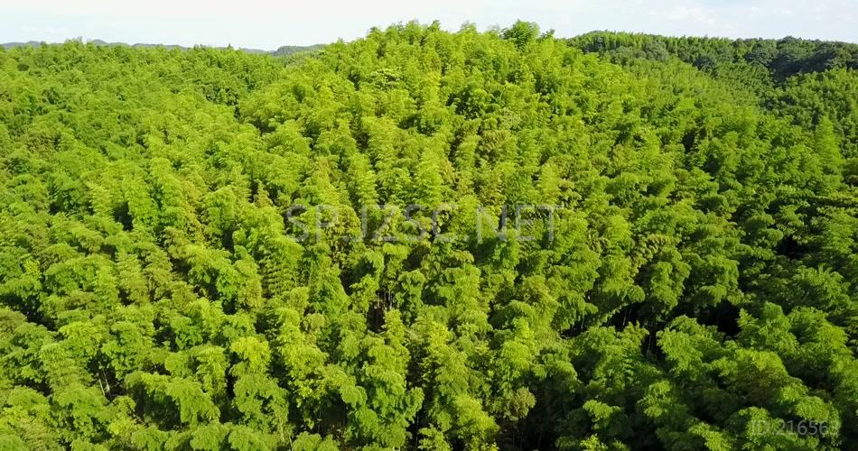 竹海 竹林 竹子 生态 风景 航拍素材实拍 竹叶 (1)