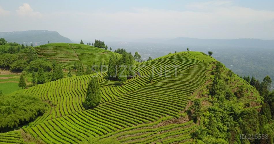 航拍 鸟瞰4K茶山 素材 风景 风光 大气