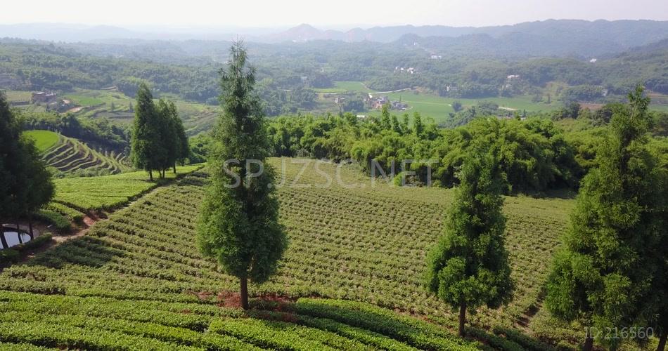 航拍 鸟瞰4K茶山 素材 风景 风光 大气 (1)