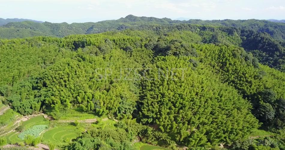 竹海 竹林 竹子 生态 风景 航拍素材实拍 竹叶 (1)