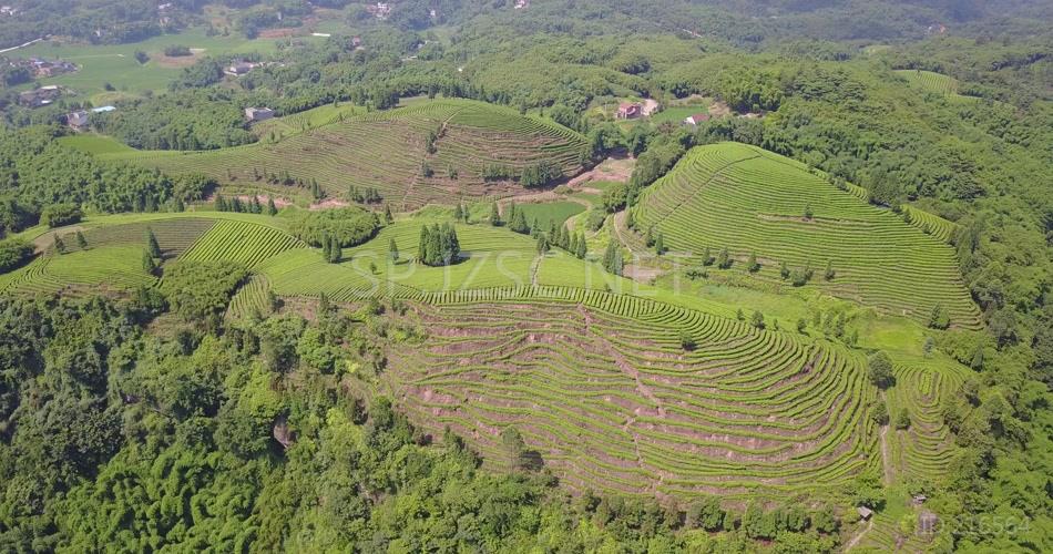 航拍 鸟瞰4K茶山 素材实拍 茶叶 茶文化 (1)