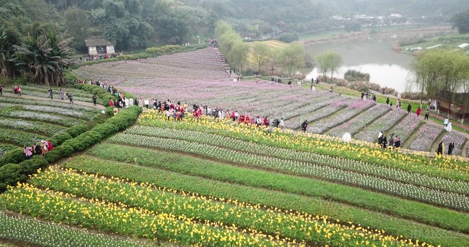 花海 航拍4K 素材 实拍 花的世界 旅游 玩耍 鸟瞰 无人机 风景 景区 花田酒地 人流