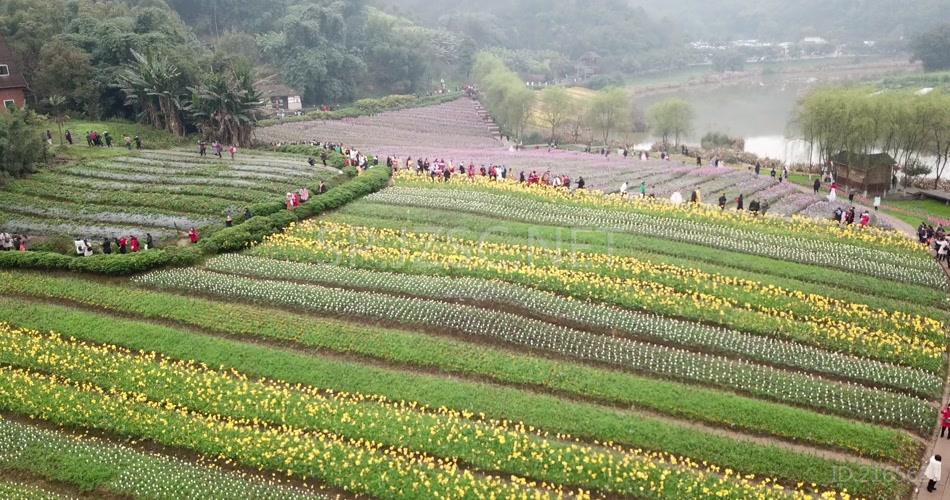 花海 航拍4K 素材 实拍 花的世界 旅游 玩耍 鸟瞰 无人机 风景 景区 花田酒地 人流