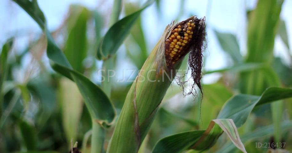 玉米地玉米农业种植粮食