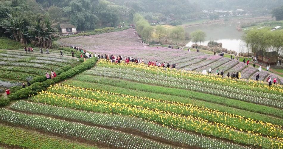 花海 航拍4K 素材 实拍 花的世界 旅游 玩耍 鸟瞰 无人机 风景 景区 花田酒地 人流