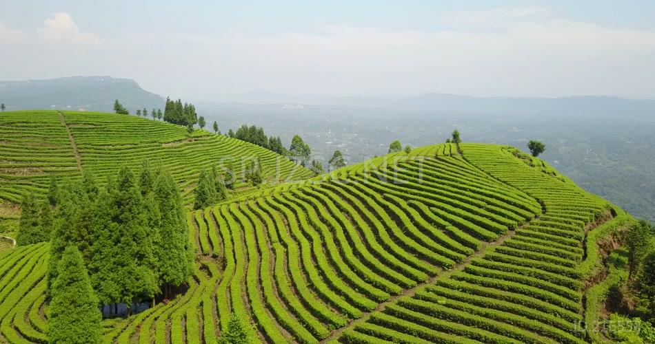 航拍 鸟瞰4K茶山 素材 风景 风光 大气