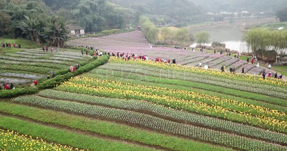 花海 航拍4K 素材 实拍 花的世界 旅游 玩耍 鸟瞰 无人机 风景 景区 花田酒地 人流