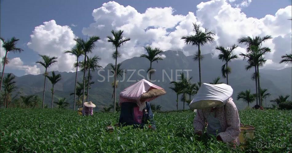 茶园茶厂制茶品茶