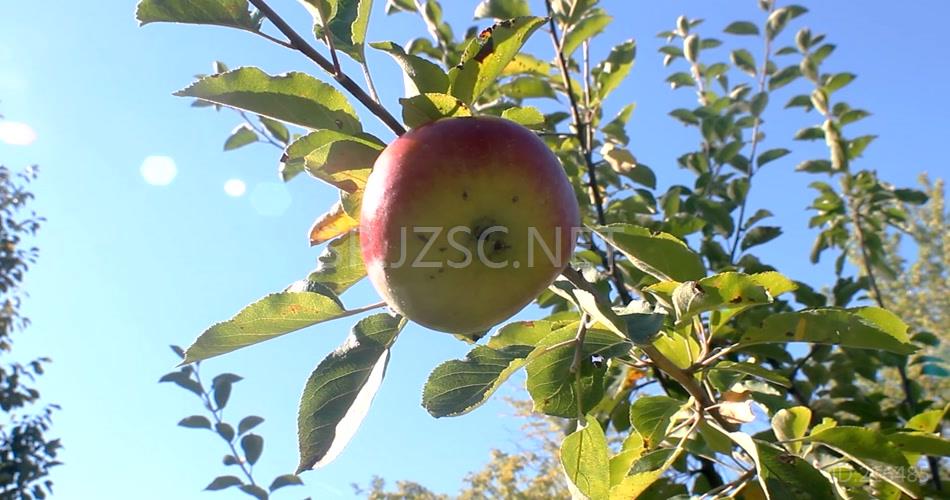 温暖阳光照射植物苹果树开花结果种植果场景色高清视频延时拍摄