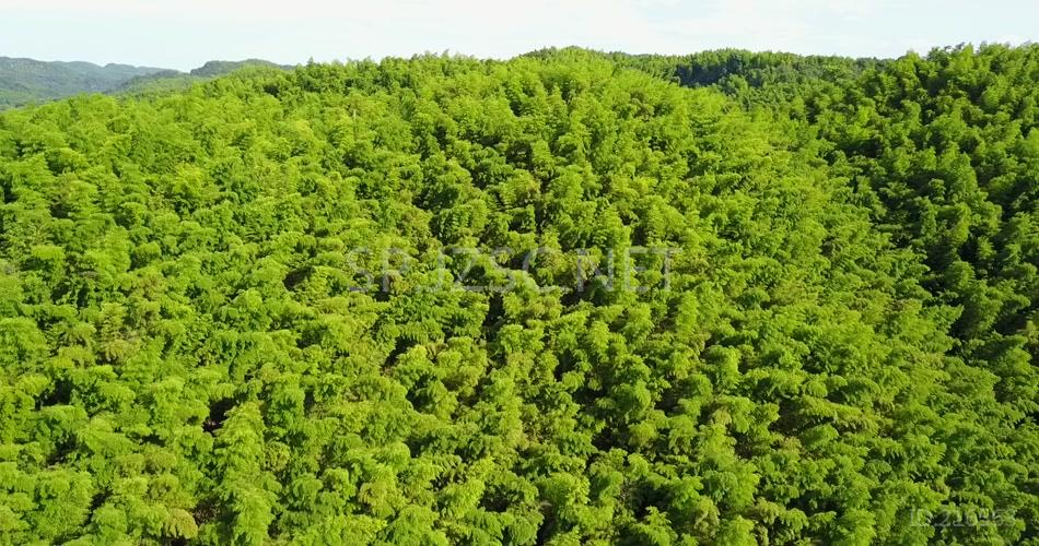 竹海 竹林 竹子 生态 风景 航拍素材实拍 竹叶 (1)