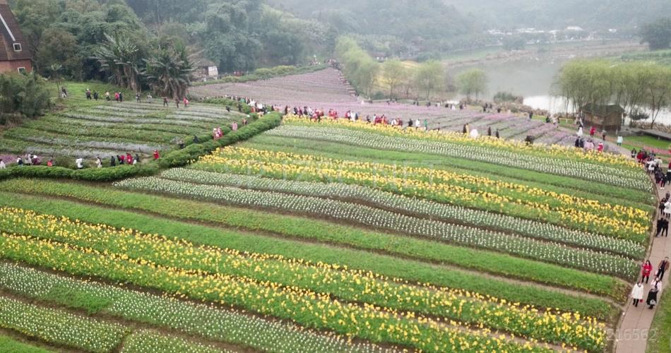 花海 航拍4K 素材 实拍 花的世界 旅游 玩耍 鸟瞰 无人机 风景 景区 花田酒地 人流