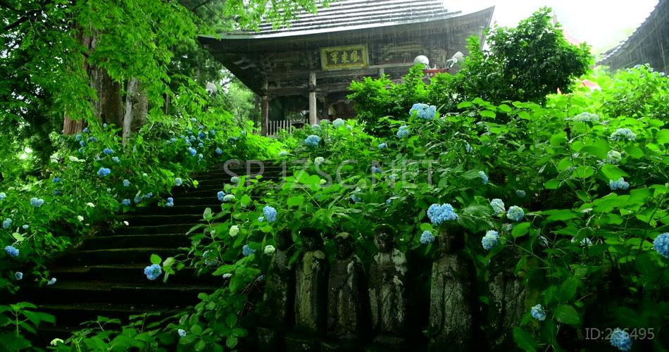 4K唯美下雨天花绿树蓝色花朵特写视频素材