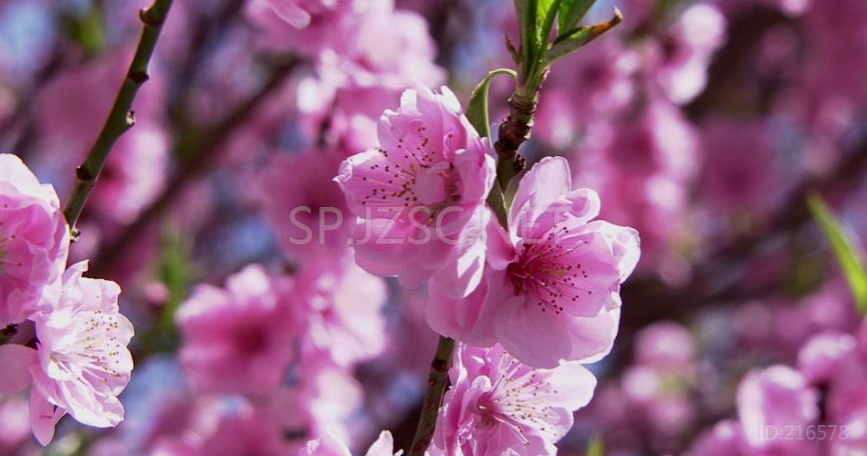 桃花特写 桃花盛开 春色 春天 春天桃花