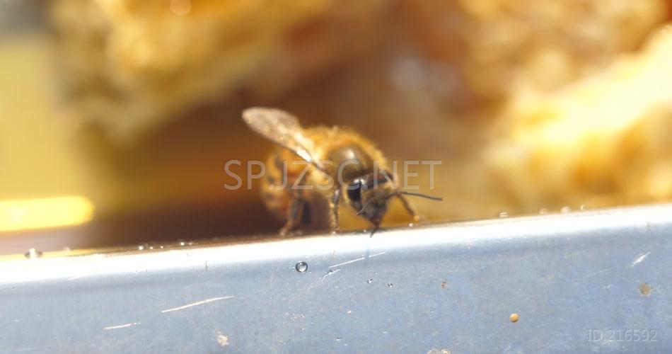 实拍养蜂蜂巢取蜜切割食用特写背景视频