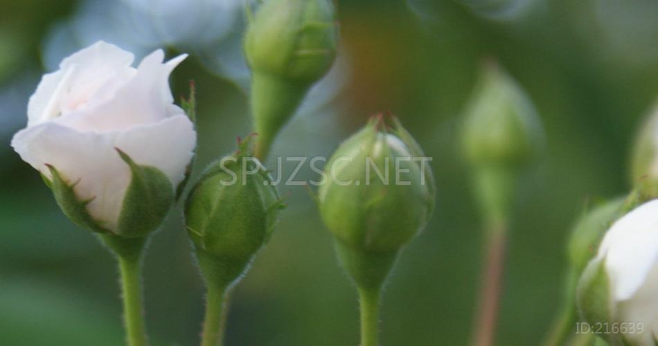 简洁唯美花朵魅力绽放植物成长期花蕊近距离特写高清视频拍摄