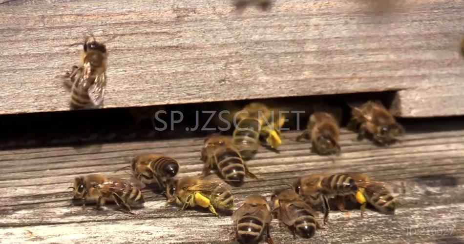 勤劳蜜蜂飞来飞去进出蜂巢忙碌采蜜昆虫姿态特写高清视频实拍