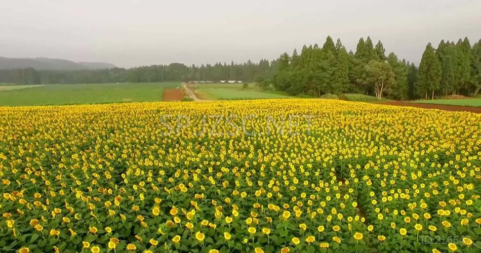 高清航拍向日葵田视频素材 农业风光 太阳花 葵花