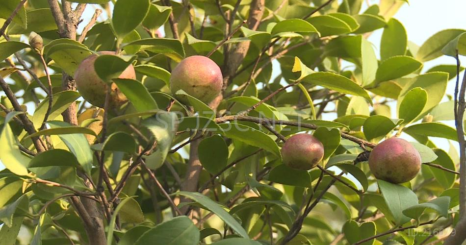 秋季油茶成熟茶花盛开实拍高清视频