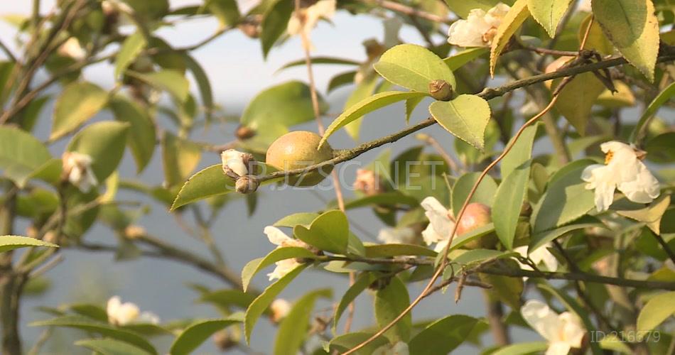 秋季油茶成熟茶花盛开实拍高清视频