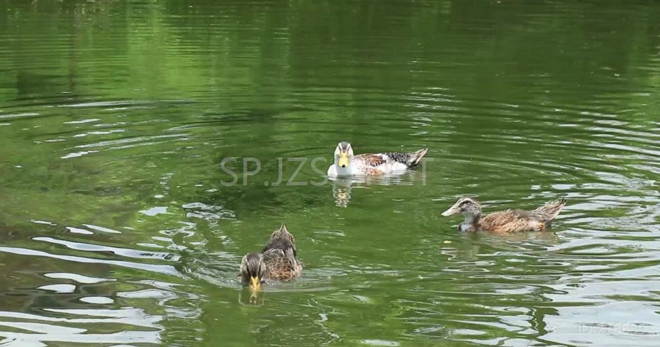 实拍乡下饲养场放养鸭子高清视频素材